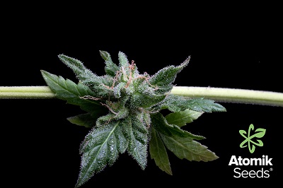 Atomika feminized cannabis seeds by Atomik Seeds